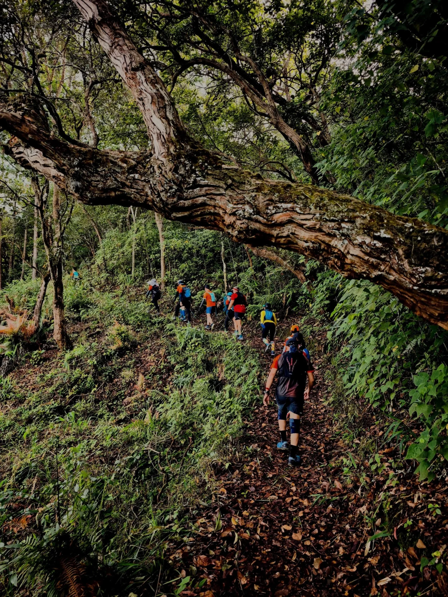 TRAIL8.JPG